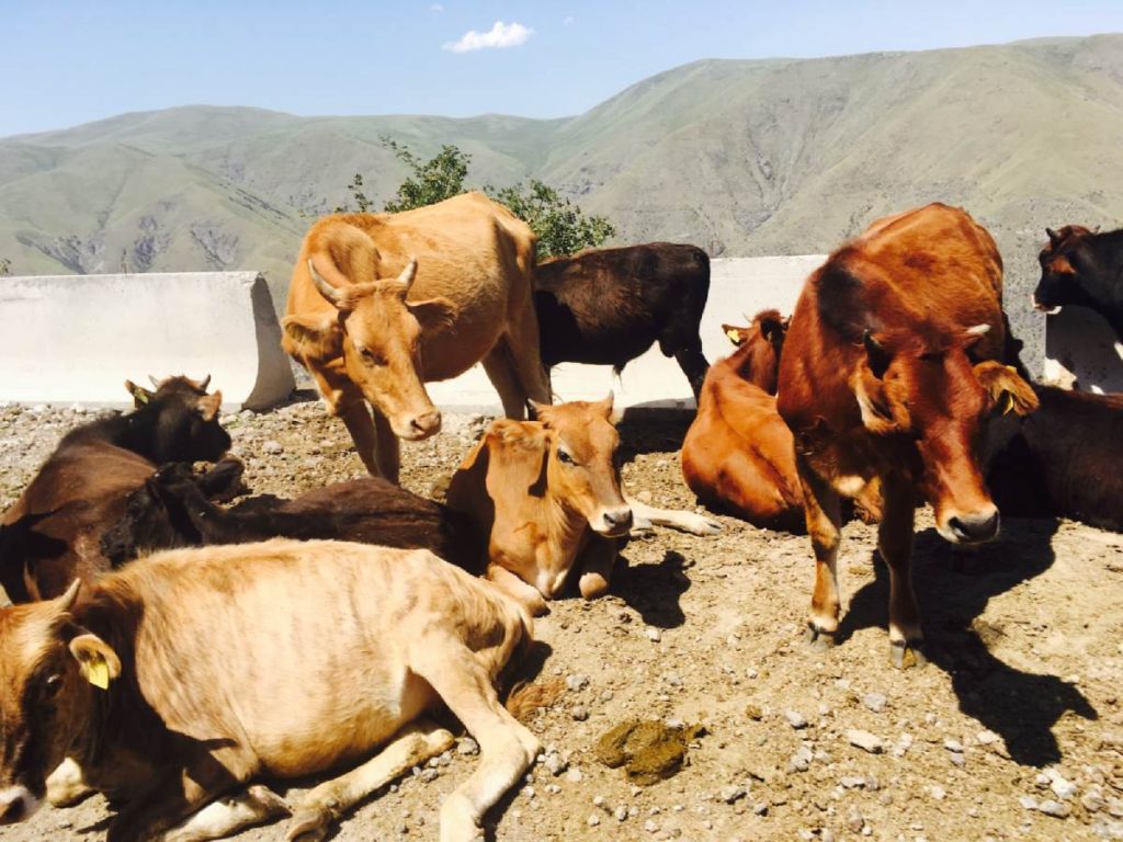 Kravy na ceste v Gruzínsku